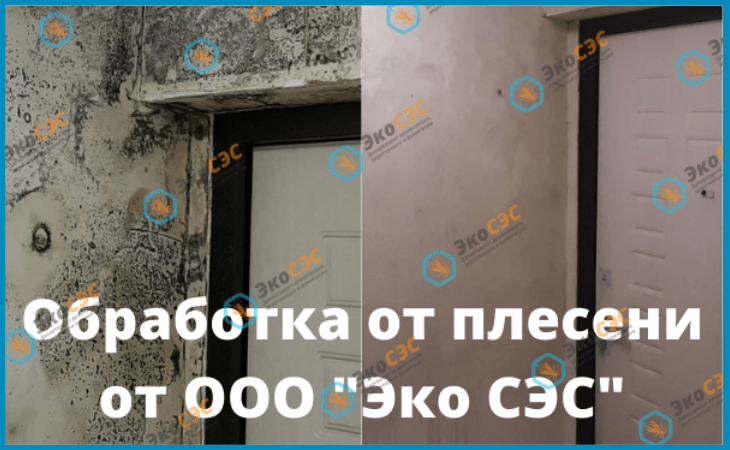 обработка от плесени екатеринбург